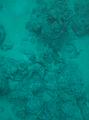 Thistlegorm (5)